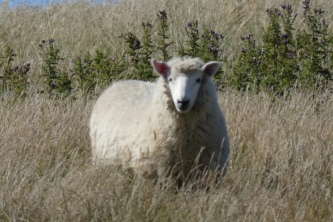Schaap