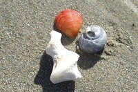 Schelpjes