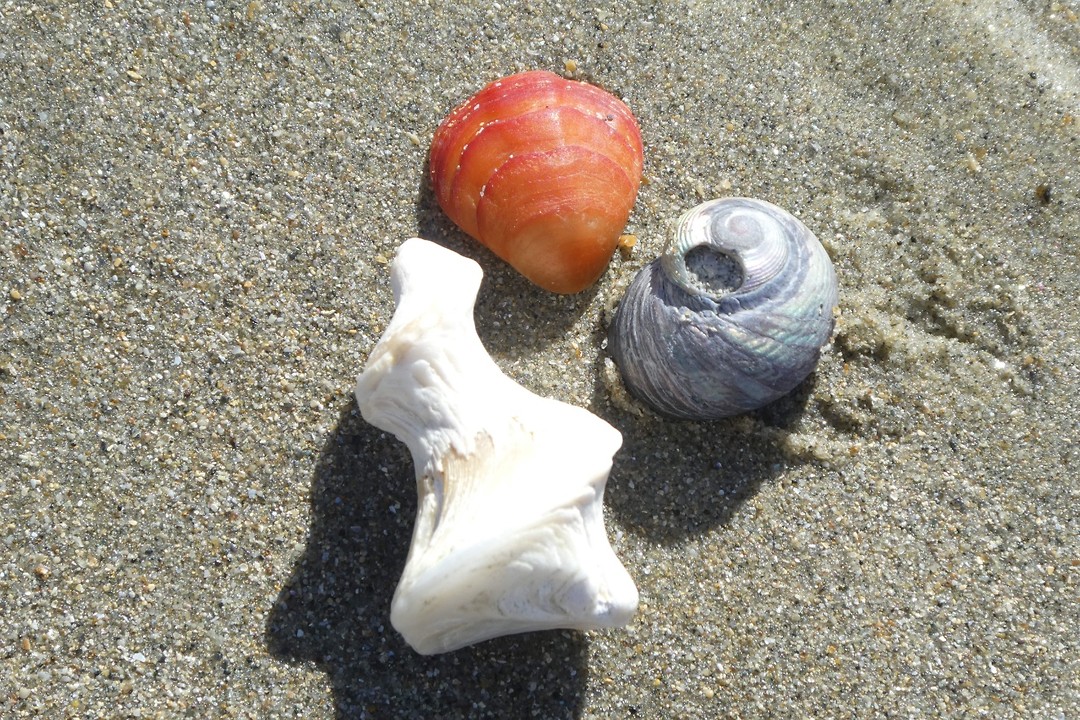 Schelpjes