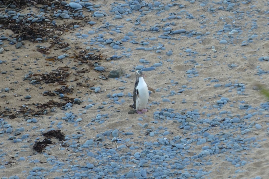 Yellow eyed pinguïn