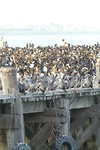 Aalscholvers op de steiger