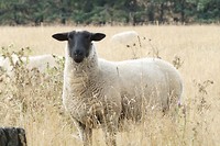 Nog een Nieuw Zeelands schaap