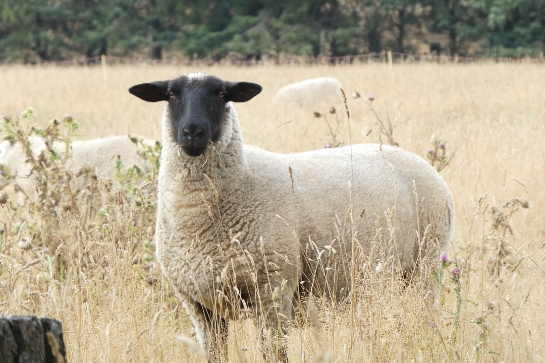 Nog een Nieuw Zeelands schaap