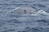 Het spuitgat van de walvis