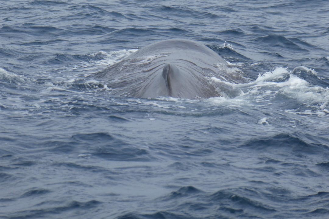 Het spuitgat van de walvis