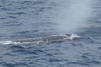 De Potvis (walvis)