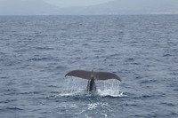 De staart van de walvis