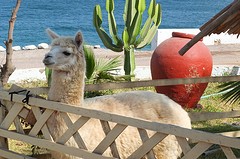 Alpaca