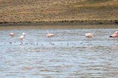 flamingo`s