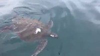 Zee schildpadden