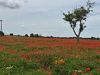 IMG_3658