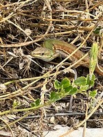 IMG_3834