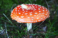 P9217881