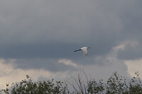 P9238046