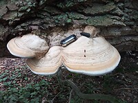 IMG_20200925_103356_856