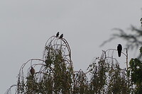 P9278292