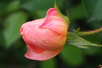 P9278244