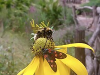 IMG_20210726_155808_415
