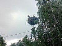 IMG_20210729_092156_768