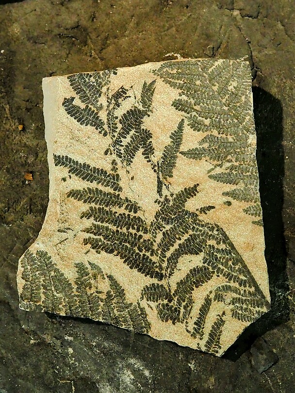 PA224168~2