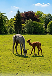 Alpaca's