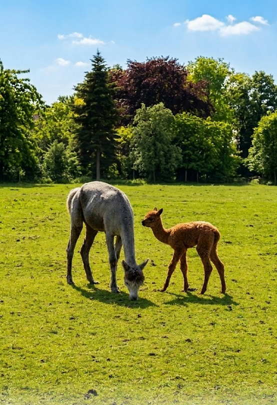Alpaca's