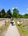 Loslopen schapen
