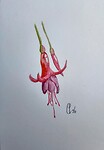 Cor's fuchsia