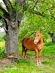 Paard