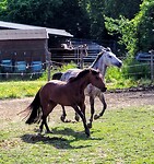 Paardenfarm