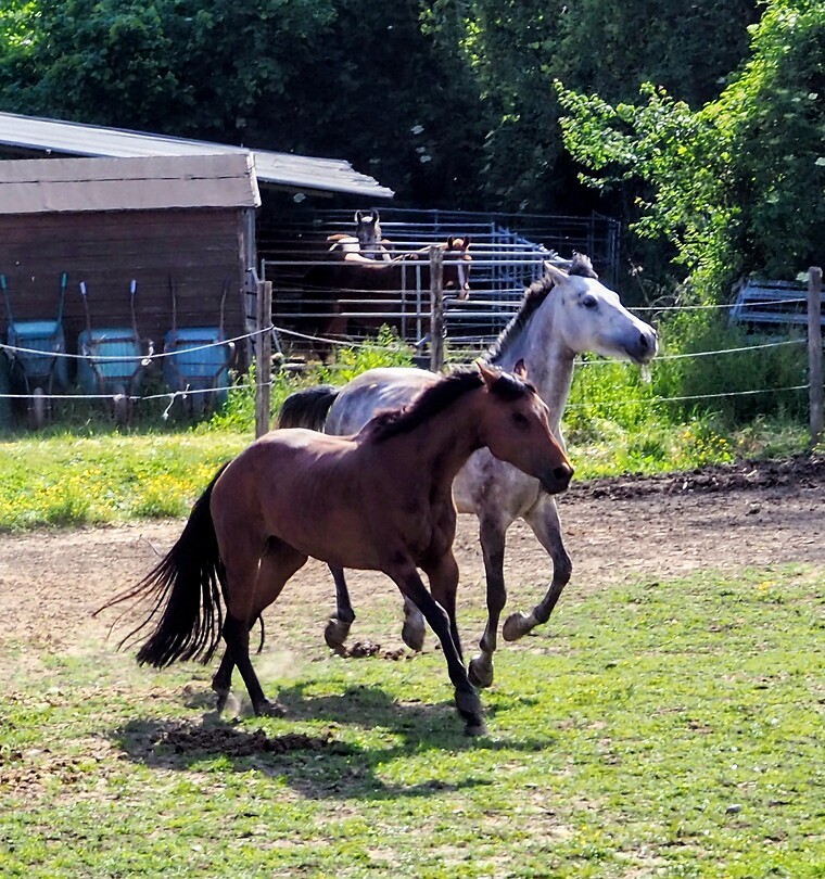 Paardenfarm