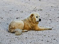 Hond