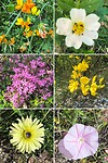 Bloemetjes