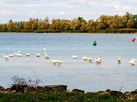 Zwanen in Lac D' Amance