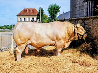 Stieren handel in Quarré-les-Tombes