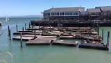Zeeleeuwen Pier 39
