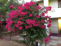 Heerlijk ruikende Bougainville