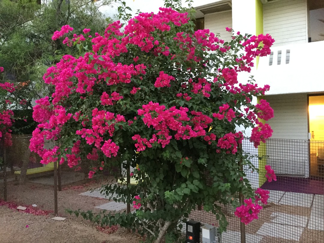 Heerlijk ruikende Bougainville
