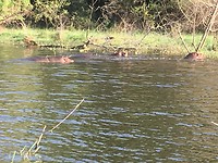 Nijlpaarden in Awassa meer