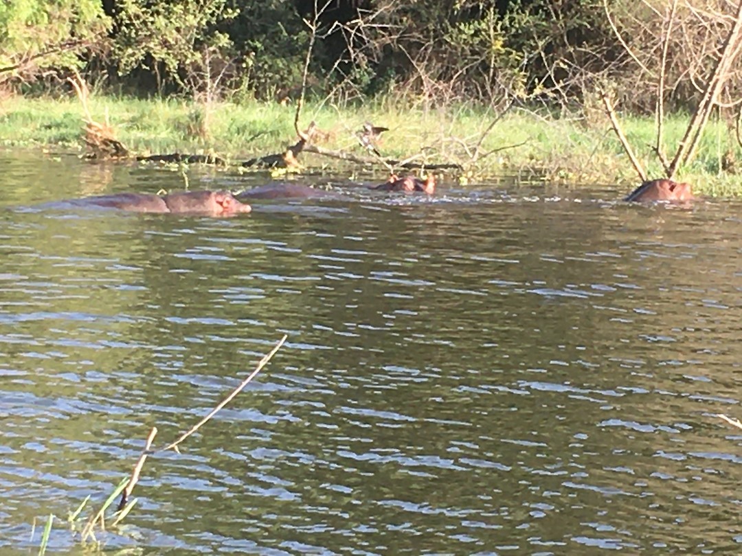 Nijlpaarden in Awassa meer