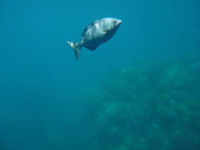 P1010142