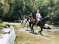 Paarden actie!