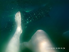 met de walesharks