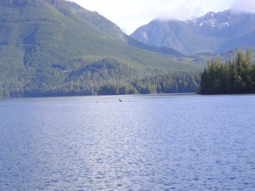 Tofino 033