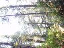 Tofino 066