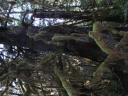 Tofino 068