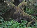 Tofino 069