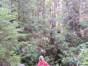 Tofino 070