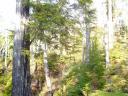 Tofino 077