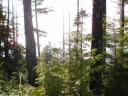 Tofino 078